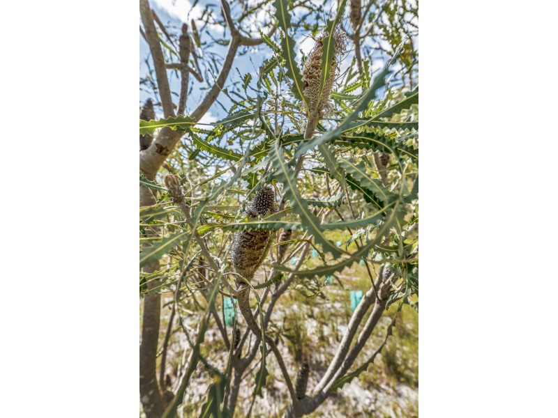 339 Taylor Road, Forrestdale WA 6112