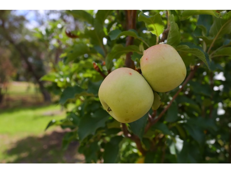 38 Steer Street, Muchea WA 6501