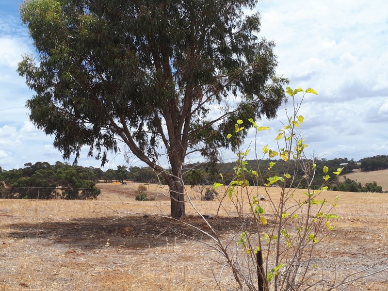 Lot 82 Moramockining Road, Wandering WA 6308
