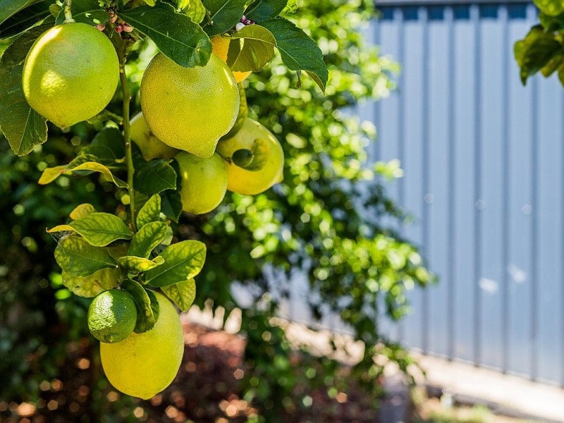 50 Crabtree Way, Medina WA 6167