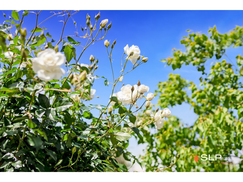 31 Brunswick Circuit, Banksia Grove WA 6031