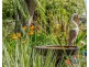 2 Nautilus Close, Port Kennedy WA 6172