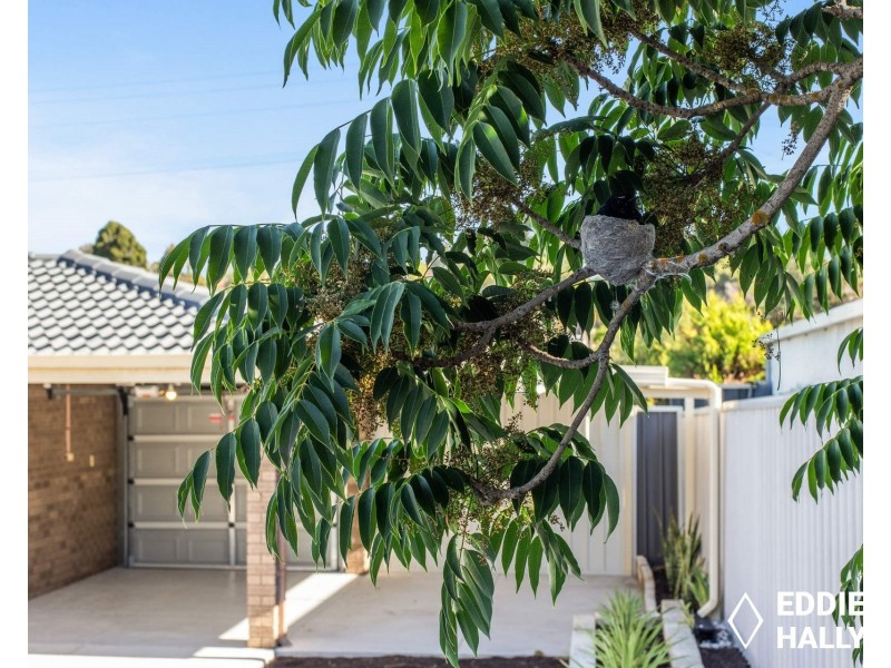 65 Williambury Drive, Yangebup WA 6164