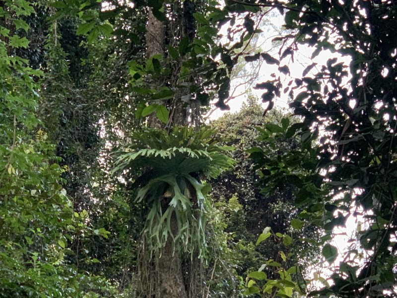 89 Hewitt Road, Mount Mee QLD 4521