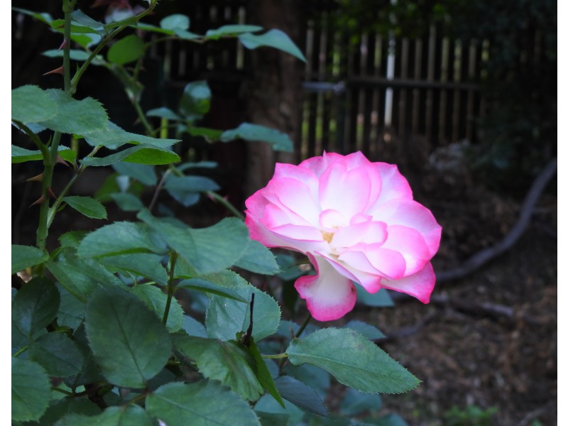 52 Enchelmaier Street, Dayboro QLD 4521