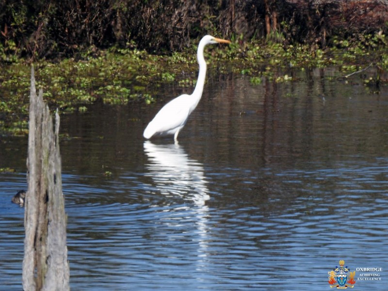 1726 Neurum Road, Villeneuve QLD 4514