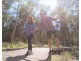 Collingwood Park QLD 4301