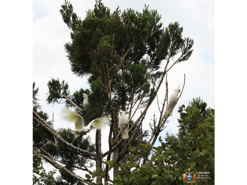 13 Gannon Street, Mount Mee QLD 4521