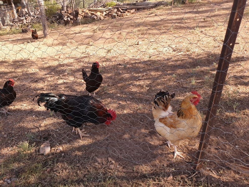 168 Mountain Creek Road, Mole River NSW 2372