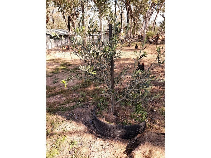 168 Mountain Creek Road, Mole River NSW 2372