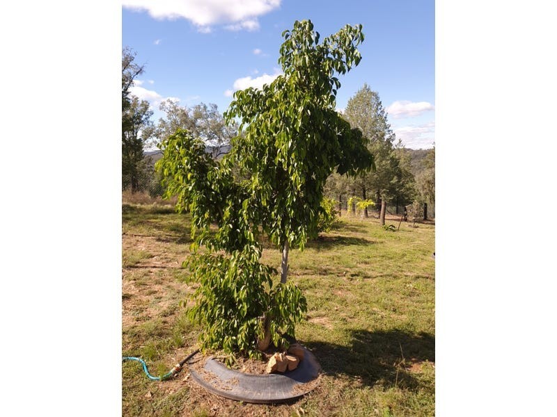 168 Mountain Creek Road, Mole River NSW 2372