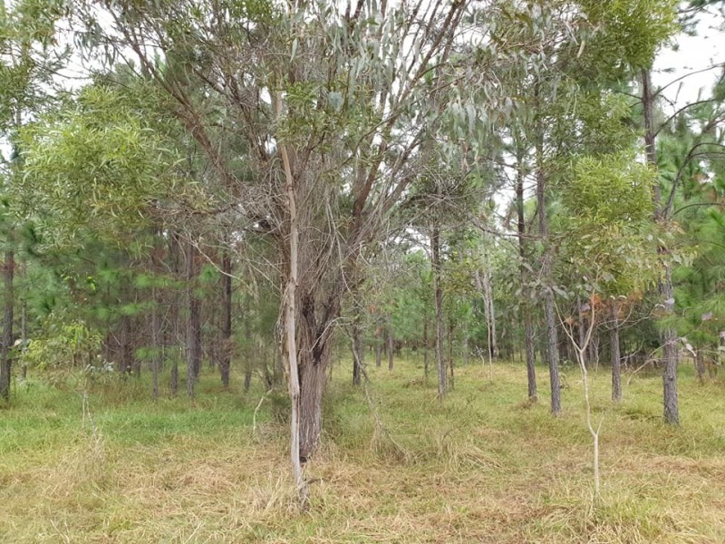 5120 Summerland Way, Whiporie NSW 2469