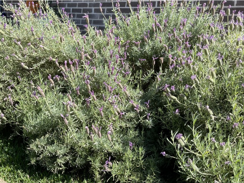 14 Gannon Street, Mount Mee QLD 4521