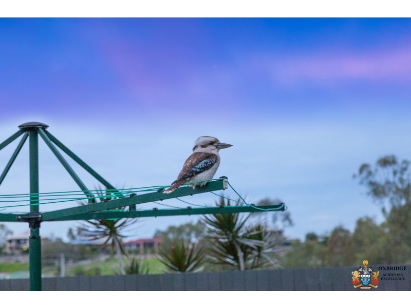 15 Donald Place, Brassall QLD 4305