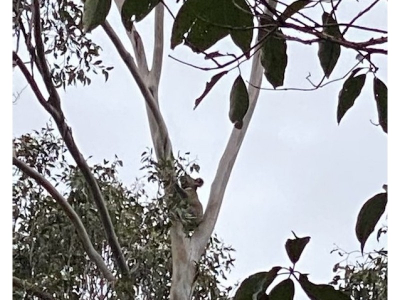 101/120 Whitman Road, Cedar Vale QLD 4285