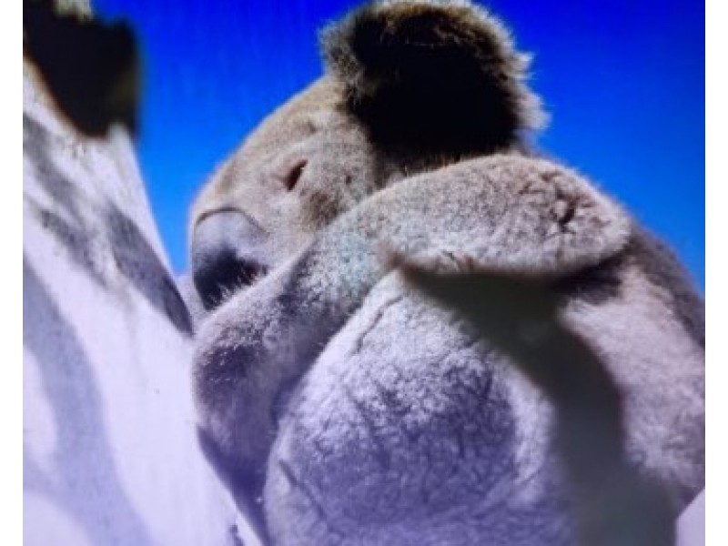 101/120 Whitman Road, Cedar Vale QLD 4285