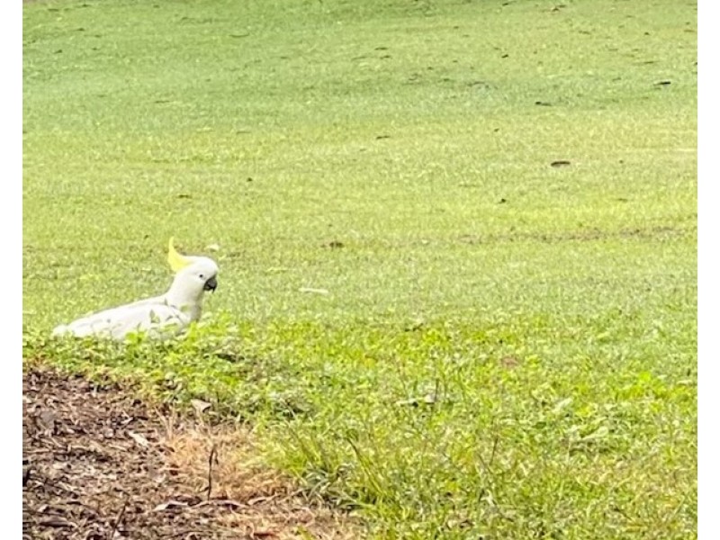 101/120 Whitman Road, Cedar Vale QLD 4285