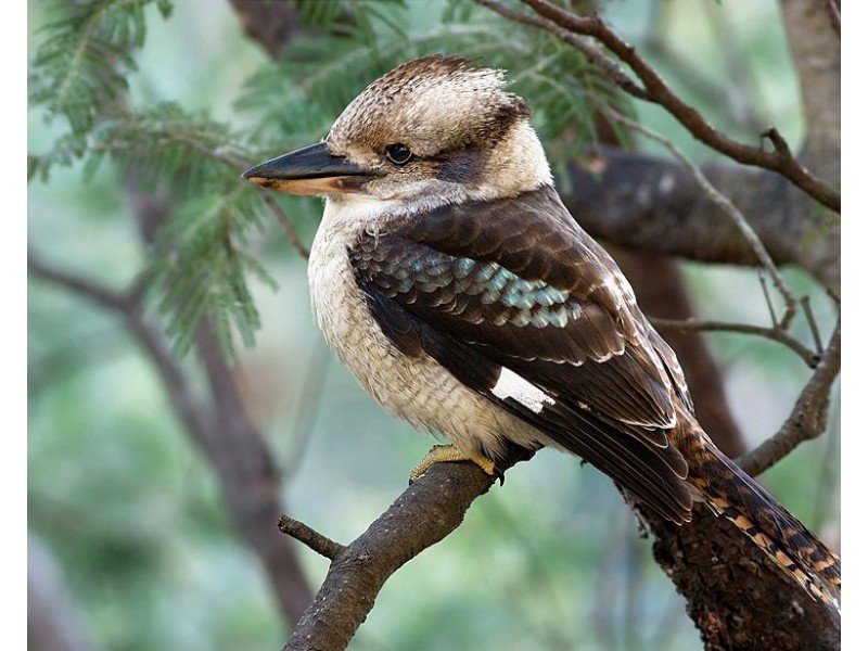 101/120 Whitman Road, Cedar Vale QLD 4285