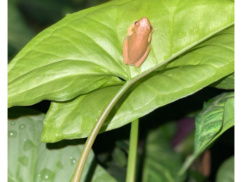 101/120 Whitman Road, Cedar Vale QLD 4285