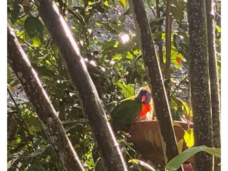 101/120 Whitman Road, Cedar Vale QLD 4285