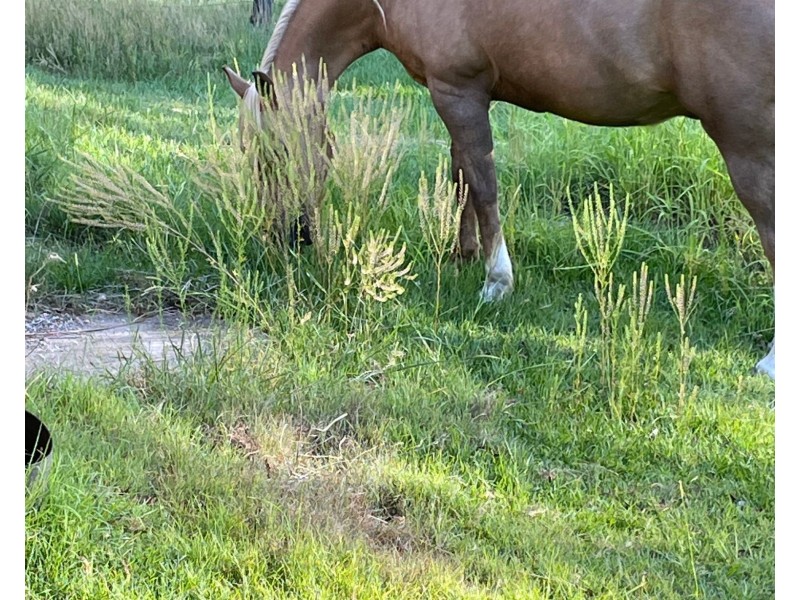 21-29 Minehan Road, Logan Village QLD 4207