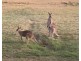 Lowood QLD 4311