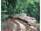 62 Macdonnell Road, Tamborine Mountain QLD 4272