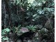 62 Macdonnell Road, Tamborine Mountain QLD 4272