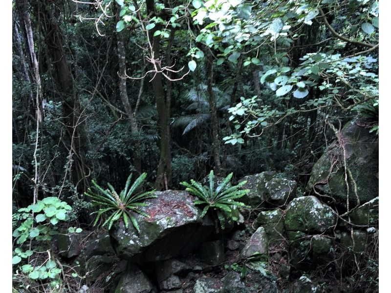 62 Macdonnell Road, Tamborine Mountain QLD 4272