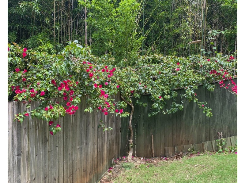 15 Ohia Court, Tamborine Mountain QLD 4272