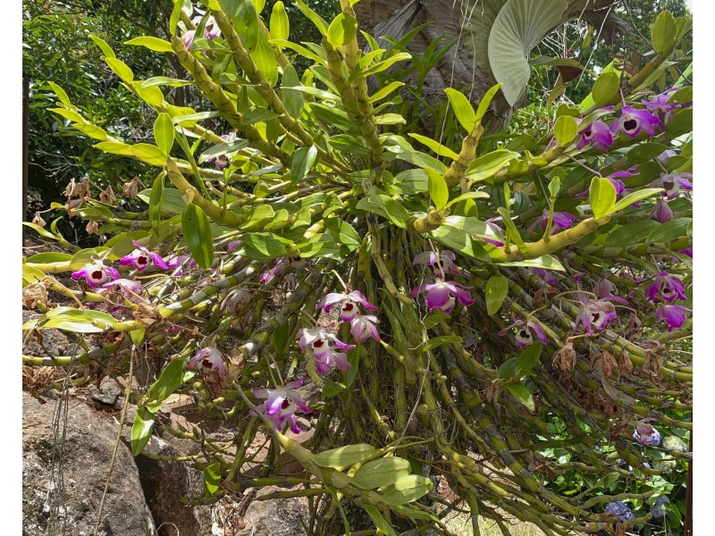 15 Ohia Court, Tamborine Mountain QLD 4272