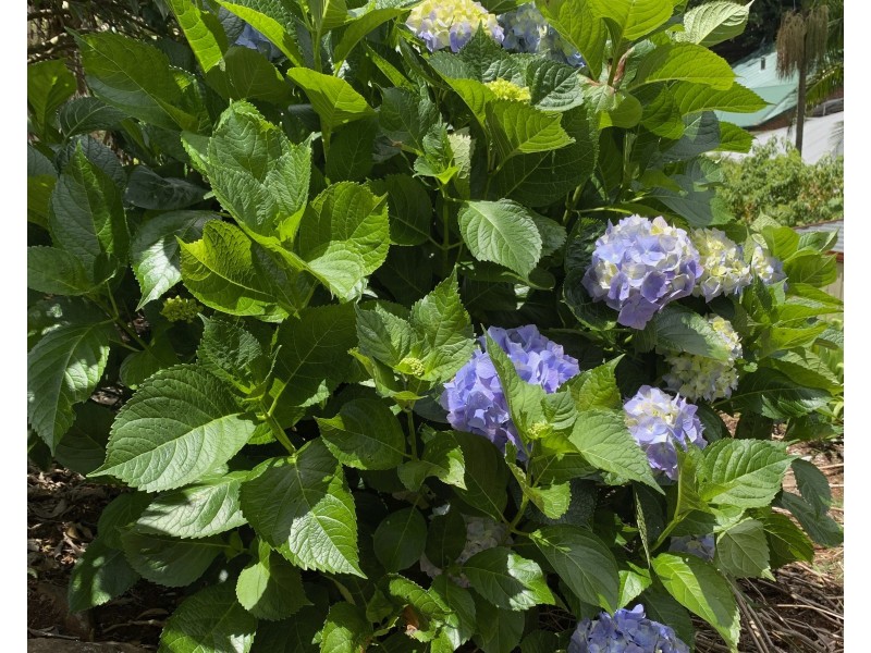 15 Ohia Court, Tamborine Mountain QLD 4272