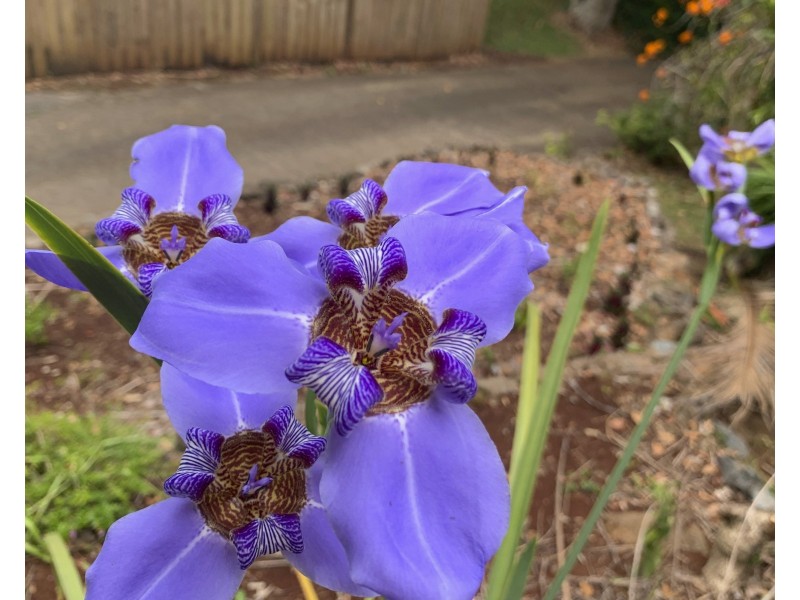 15 Ohia Court, Tamborine Mountain QLD 4272