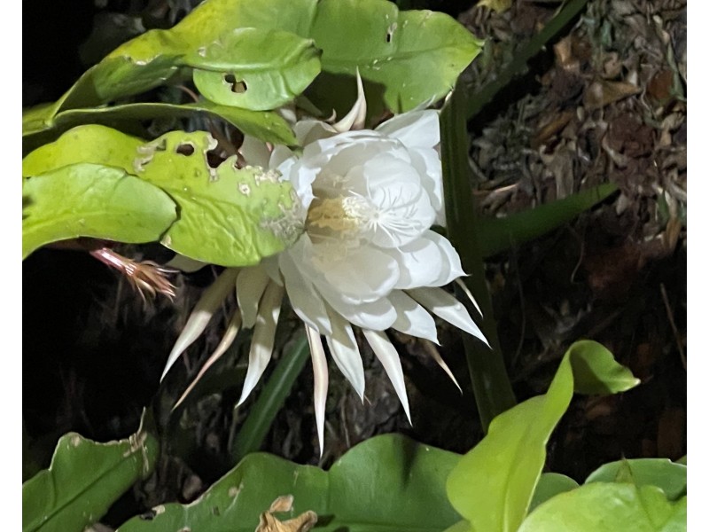 23 Gannon Street, Mount Mee QLD 4521