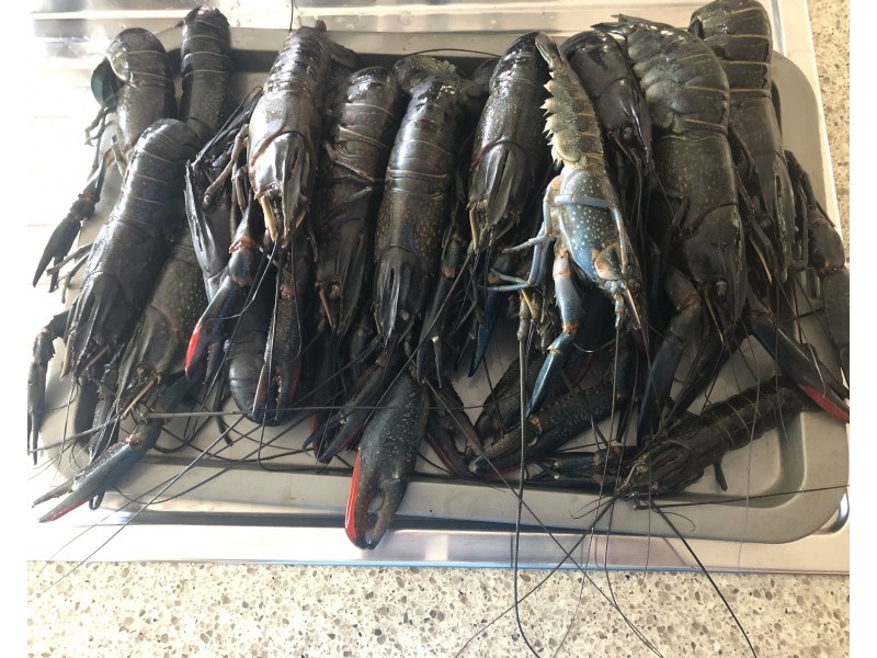 25 Alma Court, Villeneuve QLD 4514