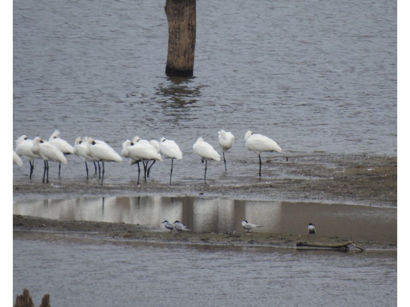 25 Alma Court, Villeneuve QLD 4514