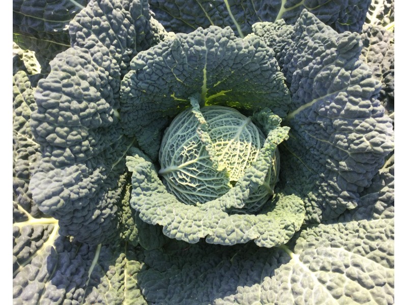 1159 Mount Mee Road, Mount Mee QLD 4521