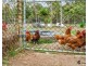 975 Chambers Flat Road, Chambers Flat QLD 4133