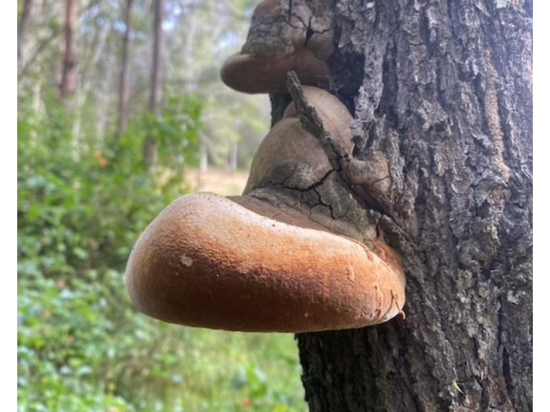 101/120 Whitman Road, Cedar Vale QLD 4285