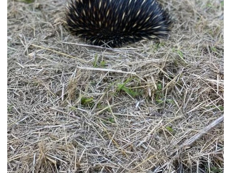 101/120 Whitman Road, Cedar Vale QLD 4285