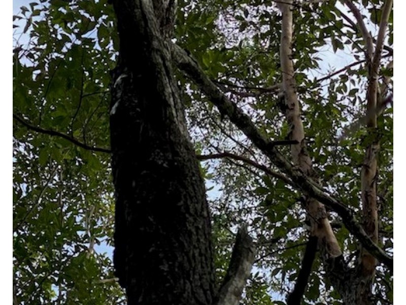 101/120 Whitman Road, Cedar Vale QLD 4285