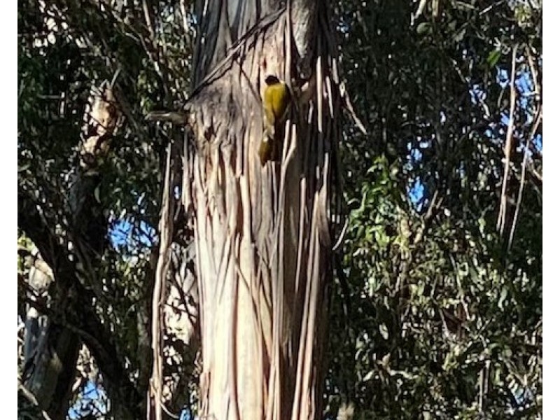 101/120 Whitman Road, Cedar Vale QLD 4285