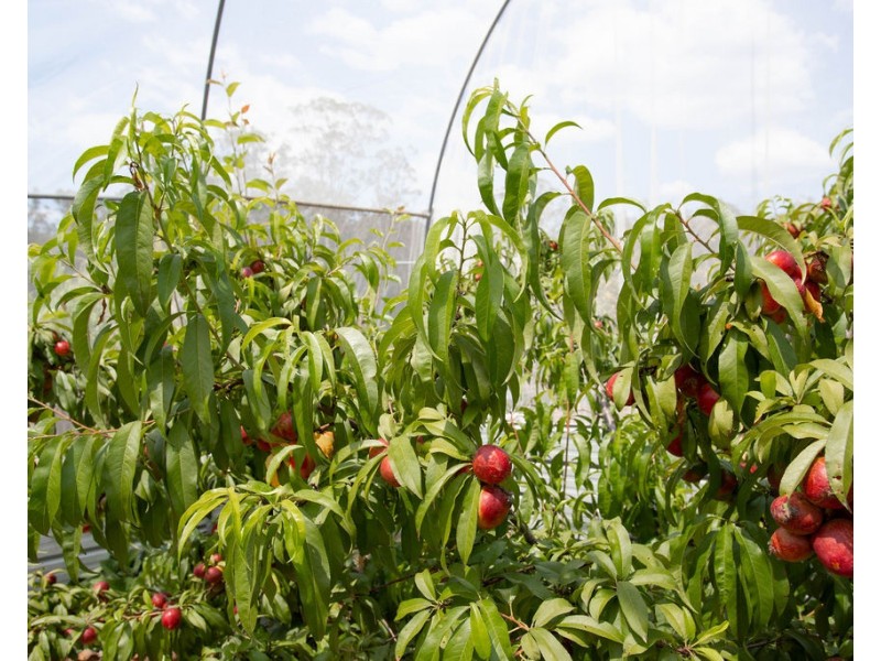 363 Tunstall Road, Charlwood QLD 4309