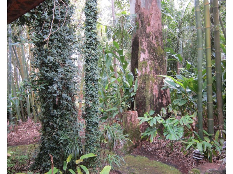 Tamborine Mountain QLD 4272