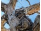 Morayfield QLD 4506