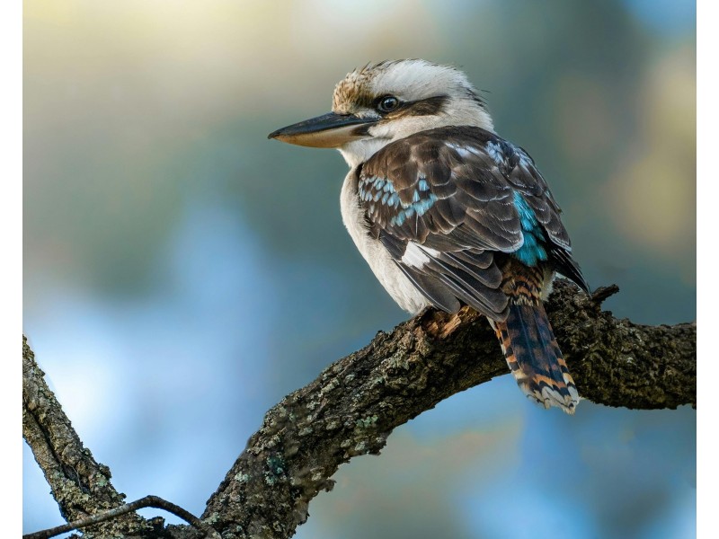 Upper Coomera QLD 4209