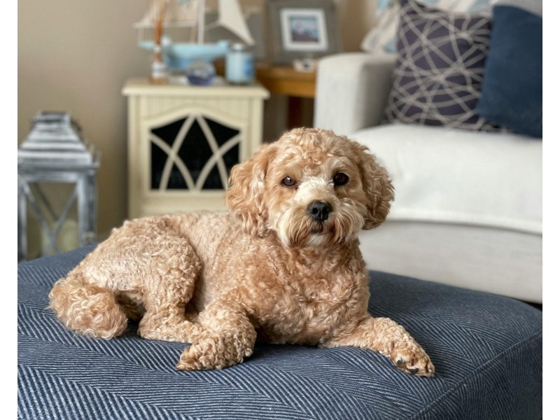 Bridgeman Downs QLD 4035