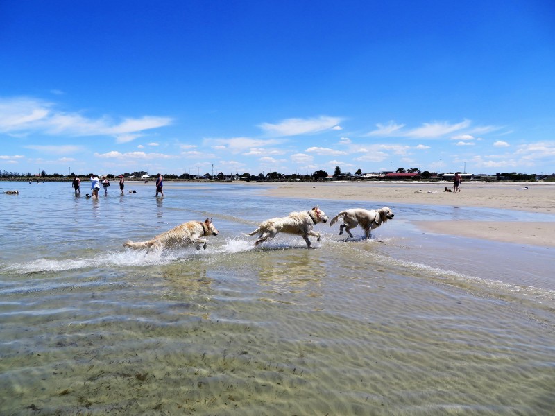 3/1 Boyd Street, Altona VIC 3018
