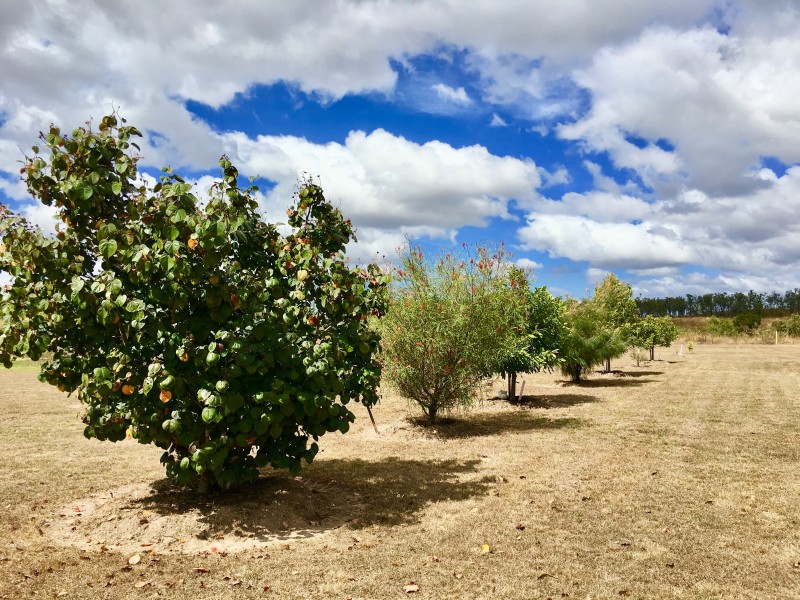 Kelsey Creek QLD 4800