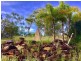 Kuttabul QLD 4741